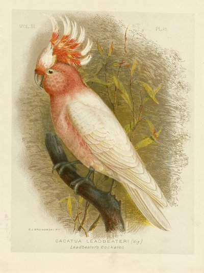 Leadbeaters Kakadu, 1891 von Gracius Broinowski